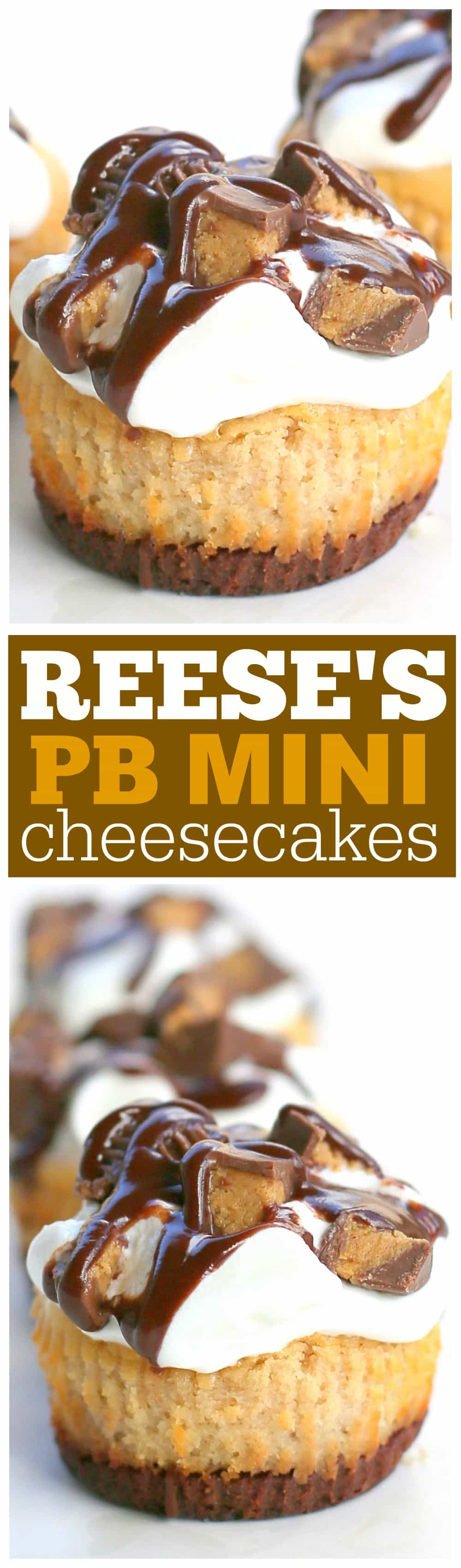 Reese's Peanut Butter Mini Cheesecakes | The Girl Who Ate Everything